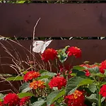 Orange Garden Villa, Βίλα
