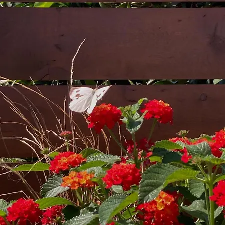 Orange Garden Villa, Villa