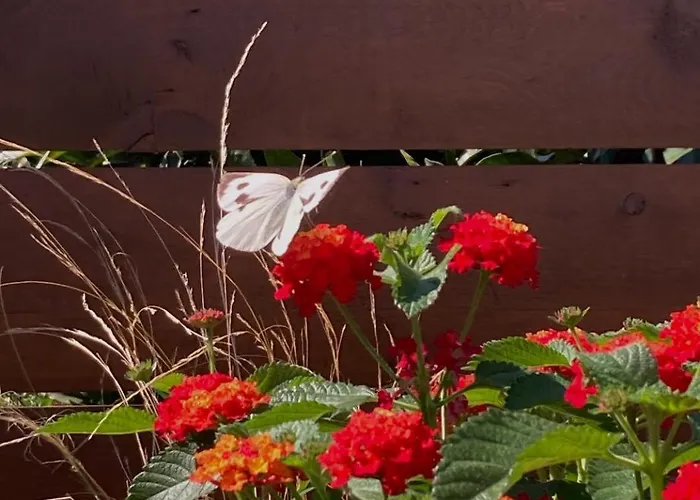 Orange Garden Villa, Villa